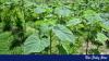 Miyawaki forests can cool Dhaka, but only if we scale and protect them