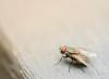 Texans Are Sharing a Simple DIY Trick to Help Get Rid of Flies