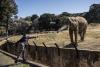 South Africa’s last 3 zoo elephants await their fate