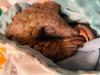 Percy the pangolin rescued from poachers’ car and flown to freedom, 5 arrested