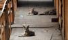 America’s Condo Market Is Unraveling, As Coyotes Move In