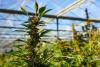 The States Looking To Turn Cannabis Facilities Into Data Centers