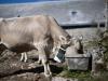 Persistent drought worsens situation in Swiss Alps