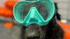 The secret stars of scuba diving aren’t underwater at all
