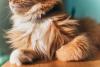 Rare Maine Coon Kitten Looks Like the Perfect Bowl of Sherbet
