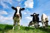 The dairy sector is lobbying hard in USMCA talks. The government didn’t want you to know