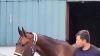 Delvin gelding bound for USA