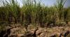 El Niño could push 49-million more people into acute hunger: WFP
