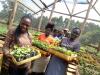 Women Farmers in Uganda to Benefit from New Blockchain-Powered Insurance Pilot