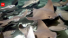 After decades of toxic pollution, a school of rays spotted in one of New York City's dirtiest waterways, raising hopes the cleanup is paying off