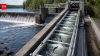 How an eel elevator on Maine's Penobscot River helped restore millions of fish and brought humpback whales back