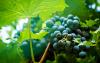 Missouri grape harvest nears as fruit's history comes into focus