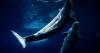 Everyone loved Marineland — then the tide turned. A look inside the park’s final days
