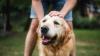 UK dog and cat owners facing new ban on table as item pulled from pet stores