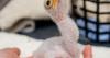 'Major breakthrough' for rare African bird species as chicks hatch at Chester Zoo