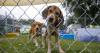 Mount Pleasant leaders take a closer look at animal neglect, cruelty laws