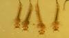 Position of the Respiratory Siphon in Mosquito Larvae: Observations from a Jordanian Gypsum Fossil