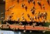 OPINION | Who speaks the truth: FAO statistics, farmers…or the bees?