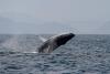 Iceland says to rule on anti-whaling activists' expulsion this week
