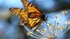 Climate change driving butterfly range shifts worldwide