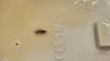 ‘Where is the food safety?’: Customer claims suspected cockroach was found in takeaway soy milk
