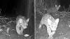 Trail camera footage shows fishing cat kittens scramble to mother after slipping into pond