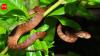 Hawaii has remained snake-free for millions of years, and the reason lies in how the islands were born