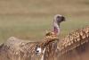 Vultures once poisoned released back into Drakensberg skies