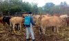 Zimbabwe steps up livestock protection with increased anthrax vaccinations