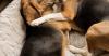 Kindred Companion Sciences Unveils First Dogs Genetically Edited to Remove the Major Dog Allergen