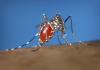 Virginia resident has state’s 1st locally acquired case of dengue fever