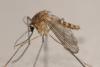CDC Reports West Nile Caused Most U.S. Arboviral Disease in 2024 as Powassan Reached a Record High