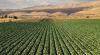 Relation Insurance acquires Fresno ag agency in third agricultural deal of 2026