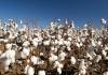 Pakistan develops 14 high-quality cotton varieties to support textile industry
