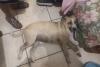 SPCA welcomes conviction of Cape Town man who threw dog from fourth-floor flat