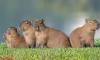 Capybaras attend lawmakers’ voting session in Brazil