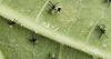 Gardening: Plants wilting and dying? It could be the elusive squash bug