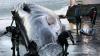 Iceland orders expulsion and re-entry ban on 21 anti-whaling activists, police say