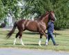 Breeding Digest: Safe Hands Steady The Ship