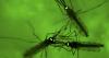Invasive mosquito sparks malaria fears across Africa