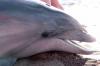 Lifeguards rescued a stranded dolphin calf in Thailand, and now specialists hope to release it