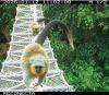 Amazon canopy bridges enable 15,000 wildlife crossings without a single roadkill