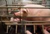 As Farmfest opens, pork industry braces for change
