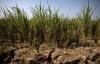 UN Warns of Worsening Food Insecurity Due to El Niño