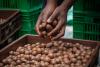 Macadamia production grows 40%