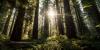 DENR sees potential P38T in forestry investments