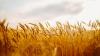 UK on brink of decades-low cereal crop – research