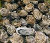 Mobile Bay Oyster Comeback Gains Momentum as We Celebrate National Oyster Day