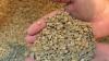 Coffee bean roasting at Press Coffee in Phoenix