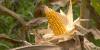 Strong corn crop drives early Mississippi harvest